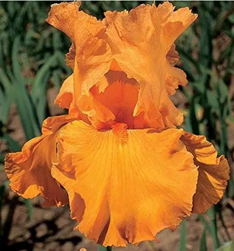 Orange Glow, colorido barbudo REBLOOMING IRIS (1) rizoma/bulbo/raíz listo para plantar ahora