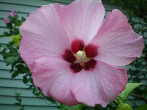 Miniatura 3 de Rosa Oscuro de Sharon Hibiscus Syriacus Flor Arbusto Jocad (50 semillas)