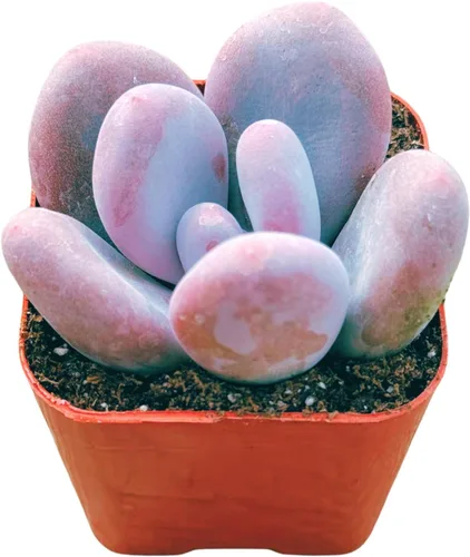 Miniatura 2 de Plantas suculentas vivas de 2 pulgadas, piedra lunar rosa Pachyphytum, mini plantas suculentas vivas, plantas de interior de fácil cuidado