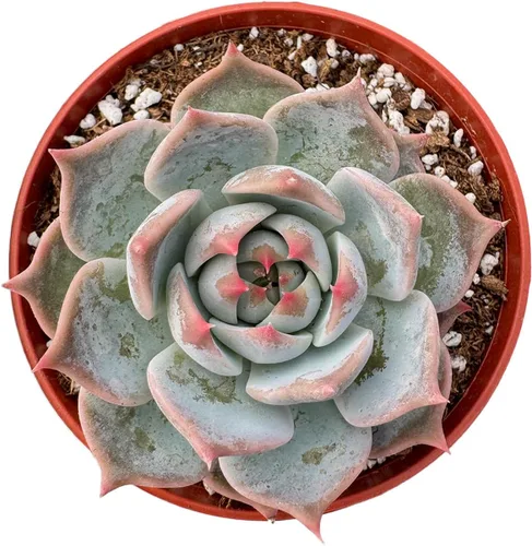 Plantas suculentas vivas (Echeveria 'Bikachao'), planta de interior de fácil cuidado para decoración del hogar y la oficina, gran regalo para