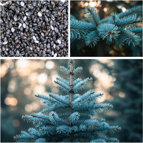 Miniatura 5 de 100 semillas de abeto azul para plantar Abeto azul de Colorado, Picea pungens glauca Árboles atractivos para privacidad o paisajismo