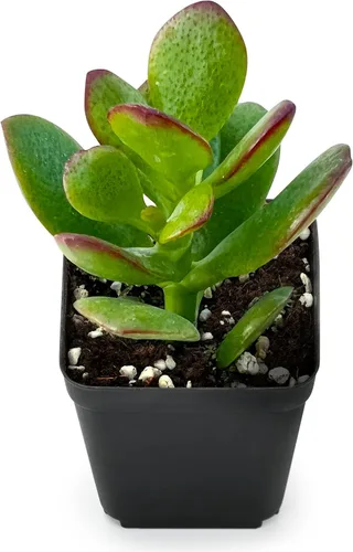 Miniatura 15 de Sprout N Green Pachyphytum compactum, 1 planta suculenta viva totalmente enraizada en macetas de 2 pulgadas con mezcla de tierra, planta de casa