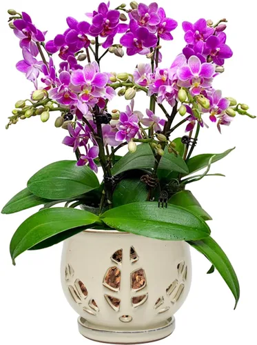 Miniatura 10 de W&W Maceta de orquídeas con agujeros y platillo para trasplantar, azul, 6.5 pulgadas