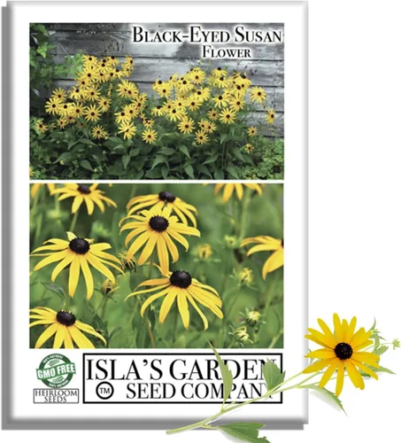 Semillas de flores Susan de ojos negros, más de 3000 semillas por paquete, flores silvestres amarillas brillantes, nombre botánico: Rudbeckia hirta,