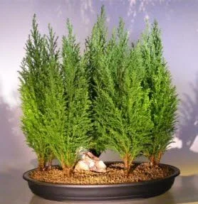 Semillas de árbol bonsái de ciprés italiano para plantar | 50 semillas | Semillas exóticas de árbol de hoja perenne para cultivar, ideal para
