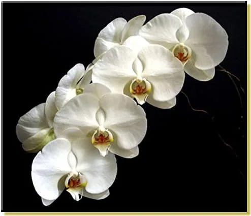 Miniatura 3 de rePotme Mezcla de orquídeas multiusos - Valor - (bolsa resellable de 4 cuartos de galón)