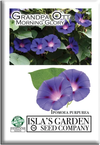 Grandpa OTT Morning Glory Seed, 50 semillas de flores por paquete, (semillas de jardín de Isla), semillas sin OMG y reliquia, nombre botánico: