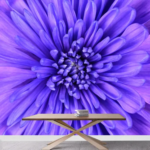 Miniatura 3 de wall26 - Detalle de fondo de cabeza de flor de crisantemo azul - Mural de pared extraíble Papel pintado autoadhesivo grande - 66x96 pulgadas