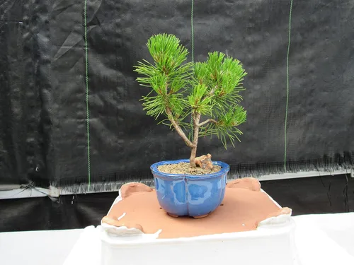 Miniatura 7 de Árbol bonsái de pino Mugo - Pequeño