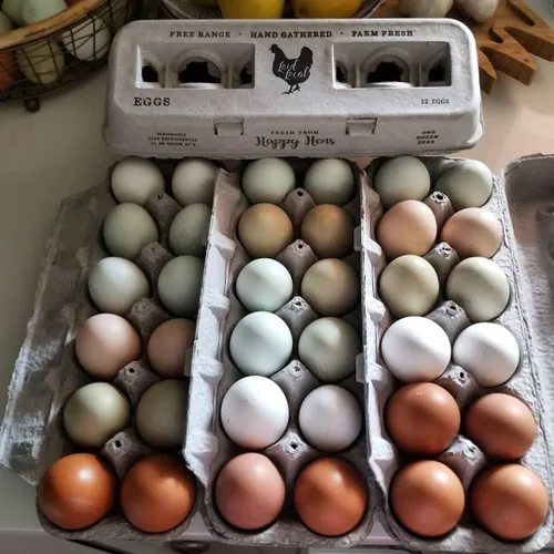Miniatura 8 de Cartones de huevos impresos vintage, paquete de 90 cajas de cartón Henlay - Sostiene de forma segura una docena de huevos de pollo pequeños a XL