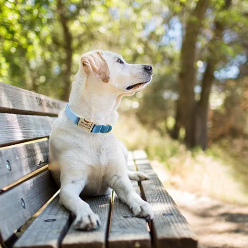 Miniatura 5 de Collares personalizados para cachorros, mascotas pequeñas, medianas y grandes con nombre y número de teléfono grabados (S, azul)