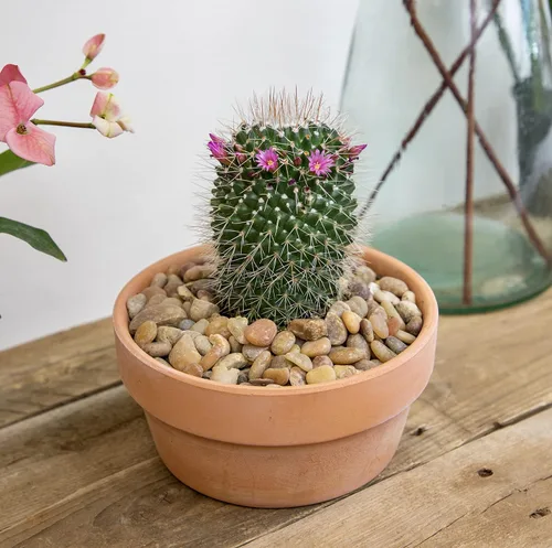 Miniatura 10 de Altman Plants, Surtido de Plantas de Cactus Plantas Vivas (3PK), Planta de Cactus Plantas Suculentas Vivas Decoración de Cactus Vivos, Plantas