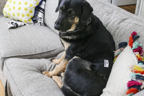 Miniatura 9 de Pet Parents Bandas Lavables para el Vientre para Perros (paquete de 3) + Extendrs Pañales Duraderos para Perros, Pañales y Envolturas Premium