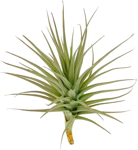 Miniatura 47 de ragnaroc Air Plants - Tillandsia Caput Medusae Floreciente, Grande 5-7" - 1ct - Llegada Viva Garantizada - Plantas de Casa para Decoración del Hogar