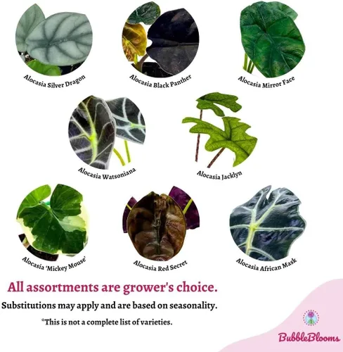 Miniatura 3 de BubbleBlooms Surtido de Alocasia rara, juego de 4 unidades, 2 pulgadas, Jewel, Jacklyn, Cuprea Pixie Plantas