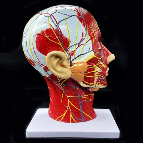 Miniatura 4 de Modelo anatómico de cabeza humana, tamaño real, cavidad nasal, garganta, cerebro, anatomía para ciencias, aula, estudio, exhibición