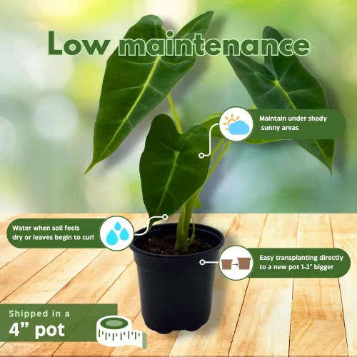 Miniatura 5 de BubbleBlooms Terciopelo verde, Alocasia Frydek, Micholitziana en una maceta de 4 pulgadas