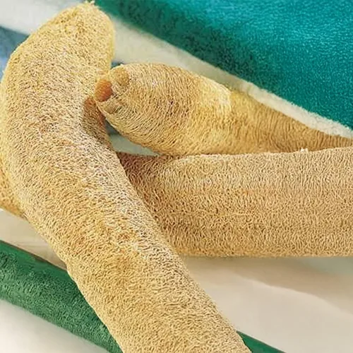 Park Seed Luffa - Semillas de calabaza – Planta de esponja de lufa sin OMG para exfoliación natural de la piel, limpieza de platos y uso culinario –