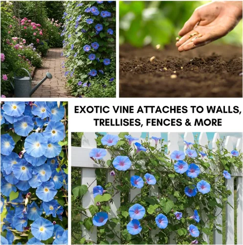 Miniatura 2 de Semillas de vid para plantar: cultiva enredaderas increíbles para paisajismo, paredes o cercas (azul gloria de la mañana)