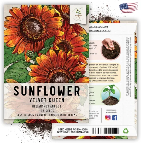 Miniatura 6 de Seed Needs Velvet Queen - Semillas de girasol para plantar flores rojas y naranjas, semillas de flores de polinización abierta para plantar un