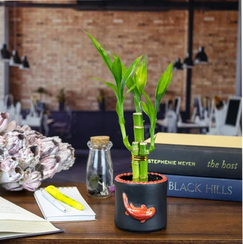 Miniatura 6 de Juego de diez arreglos de bambú de la suerte de 3 tallos – 6 pulgadas de bambú de la suerte plantas de interior para decoración del hogar