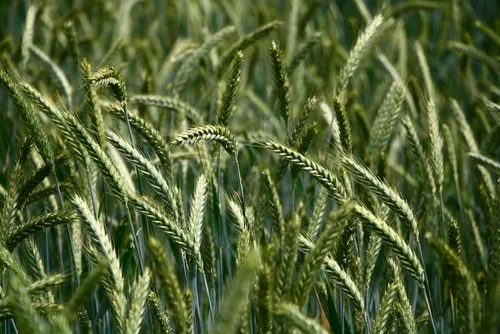 100 semillas de trigo - Trigo orgánico Maris Widgeon Heirloom - ¡Cultiva tu propia harina! Cultiva en contenedor de siembra directa - Paquete de