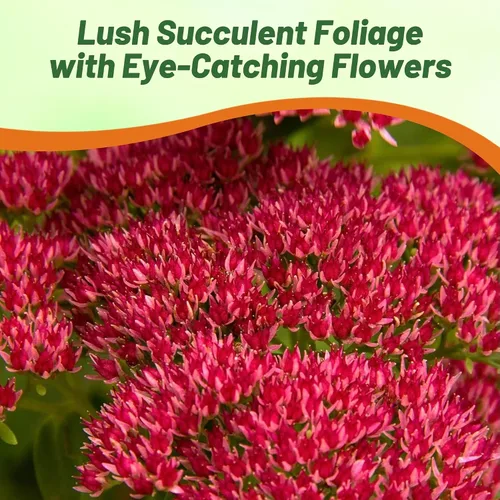 Miniatura 6 de Outsidepride Summer Glory Semillas Sedum - 1000 semillas perennes de cobertura del suelo para plantar, plantas suculentas resistentes al frío