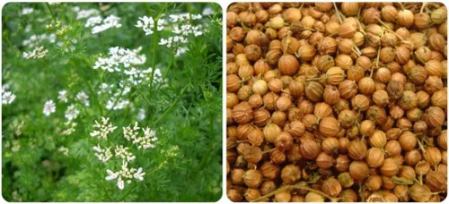 Miniatura 3 de Cilantro (perejil chino Dhania) Vegetal sin OMG para plantar 500 semillas