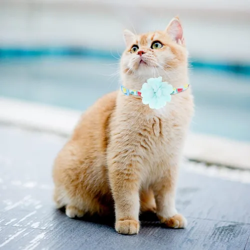 Miniatura 6 de Collares Separables para Gatos con Campana y Lindas Colgantes - Paquete de 3 Collares Ajustables de Seguridad para Gatitos - Decoración para Gatos