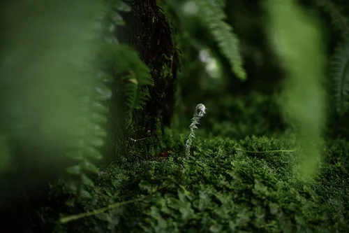 Miniatura 8 de Nikon NIKKOR Z MC 105mm f/2.8 VR S