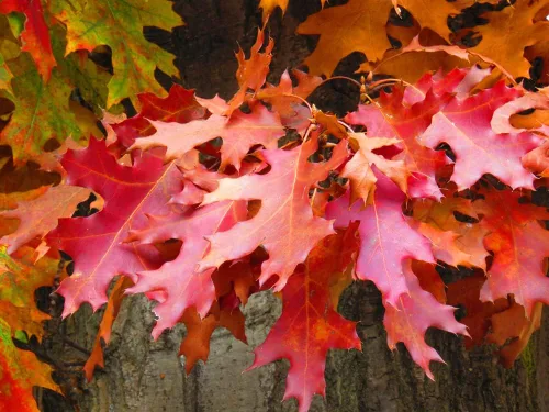 Miniatura 3 de Pin Oak Tree Seeds para plantar 5 semillas grandes y saludables Impresionantes hojas de roble rojo en otoño