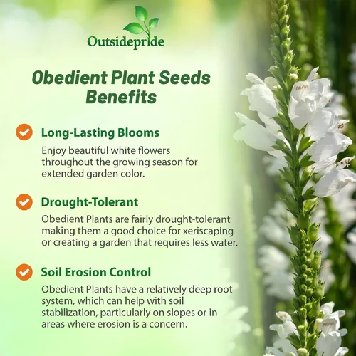 Miniatura 3 de Outsidepride Semillas de plantas obedientes – 1000 unidades. Semillas perennes, de bajo mantenimiento y fáciles de cultivar, semillas de flores