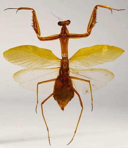 Miniatura 25 de 44mm Hormiga gigante tropical real en resina de lucita transparente cristalina, espécimen preservado Pseudoneoponera Rufipes, taxidermia