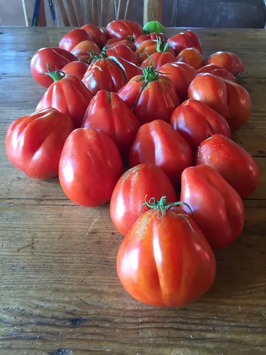 Miniatura 3 de Semillas Trufa Roja Tomate Japonés Indeterminado No GMO Heirloom