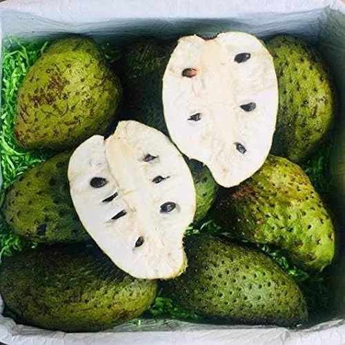 Miniatura 3 de Planta de guanábana bien arraigada totalmente cultivada, planta Annona Muricata, planta frutal de árbol vivo de guanábana guanábana, planta