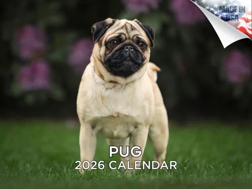 Miniatura 222 de Calendario 2025 2026 de cachorros Cocker Spaniel - Calendario mensual de pared de raza de perro - 12" x 24" abierto - Papel grueso sin sangrado