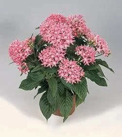 Pentas Graffiti2020 Rosa 10 semillas