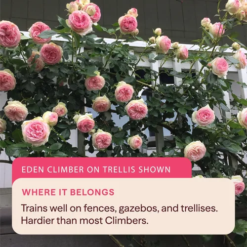 Miniatura 7 de Heirloom Roses Planta de rosas - Aliento de vida Albaricoque Rosal, rosas trepadoras, planta viva para plantar al aire libre