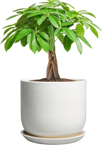 Miniatura 60 de Maceta de Cerámica para Plantas de Interior de 5 Pulgadas - Maceta Redonda para Plantas Suculentas con Agujero de Drenaje y Platillo, Decoración