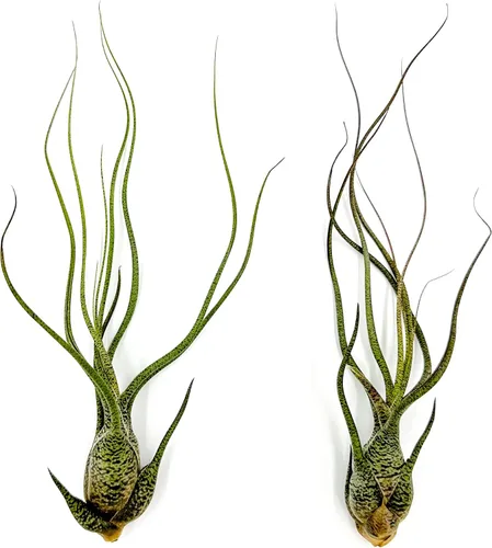 Miniatura 76 de ragnaroc Planta de Aire Viva – Tillandsia Capiput, Jumbo 6-9” - 2 unidades - Llegada Viva Garantizada - Plantas de Casa para Decoración del Hogar
