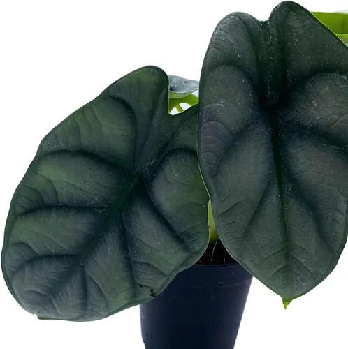 Miniatura 2 de BubbleBlooms Alocasia Silver Dragon, Alocasia Baginda, Joya Alocasia, oreja de elefante dragón plateado en maceta de 2 pulgadas