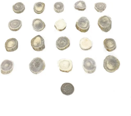 Miniatura 4 de Cuernas/rebanadas de cuernos de ciervo Dakota natural (manualidades, fabricación de joyas, suministros de reborde) (pequeño)