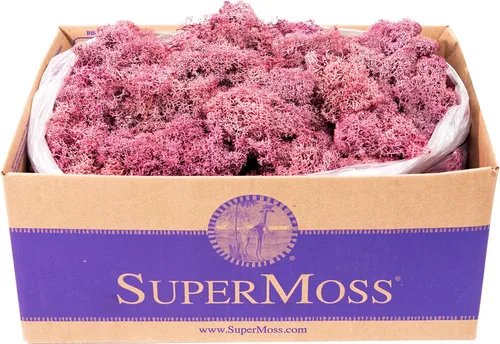Miniatura 31 de Super Moss 21669 - Musgo de reno preservado, Chartreuse, 8 onzas (200 pulgadas cúbicas)