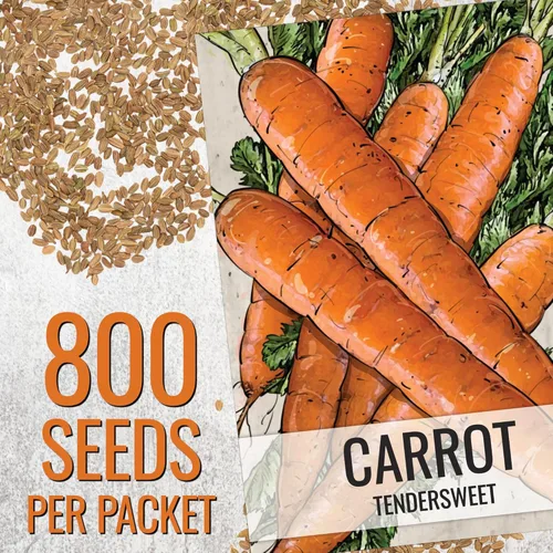 Miniatura 3 de Seed Needs, Tendersweet Semillas de zanahoria – 800 semillas de reliquia para plantar Daucus carota – Cultivadas en casa sin OMG y sin tratar