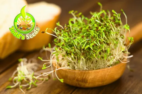 Miniatura 8 de Todd's Seeds - Semillas de germinación de alfalfa - Alfalfa a granel fácil de cultivar - Crecimiento rápido con alta germinación de brotes