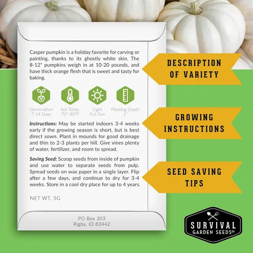 Miniatura 2 de Casper - Semillas de calabaza para plantar Calabazas blancas sin OMG con piel suave y carne dulce para decoración de otoño, tallado, horneado