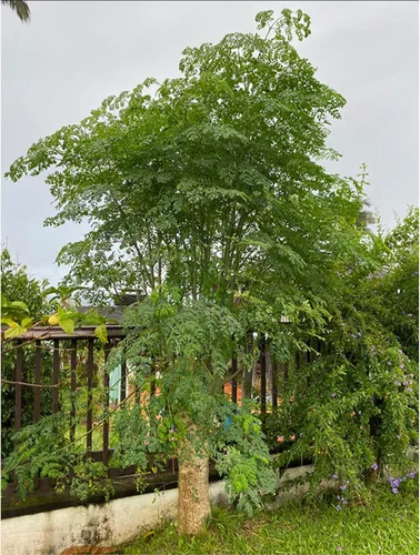 Miniatura 4 de Planta viva de árbol de Moringa, Malunggay de 6 a 8 pulgadas de alto Plantas vivas de Moringa, Árbol de rábano de caballo, Plantas de hierba