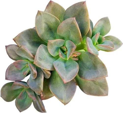 Miniatura 12 de Echeveria Lola - Planta suculenta saludable Echeveria Live de fácil cuidado para interiores, totalmente arraigada en tamaños de 2/4/6 pulgadas