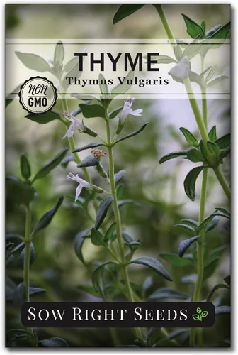 Sow Right Seeds - Semilla de tomillo para plantar - Paquete de reliquia sin OMG con instrucciones para plantar fácilmente tu jardín de hierbas de