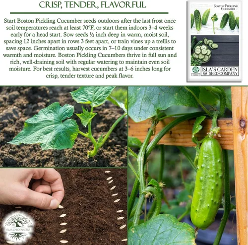 Miniatura 5 de Boston Pickling - Semillas de pepino para plantar, más de 100 semillas tradicionales por paquete, semillas de jardín de Isla